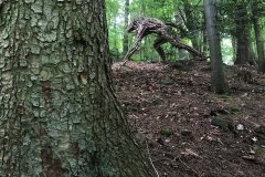 IMG_0551