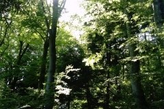ptaki-lesne