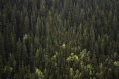 jakub_jarosiński-_02